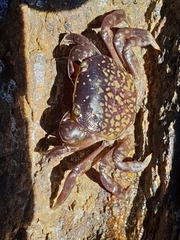 Cyclograpsus granulosus