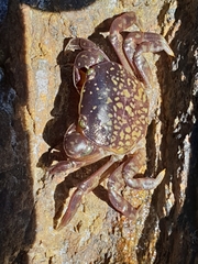 Cyclograpsus granulosus
