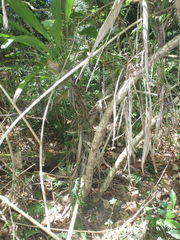 Cordyline petiolaris