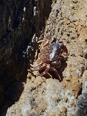 Cyclograpsus granulosus