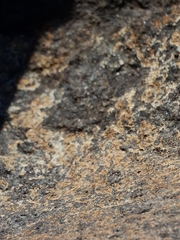 Cyclograpsus granulosus