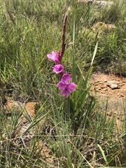 Watsonia pulchra