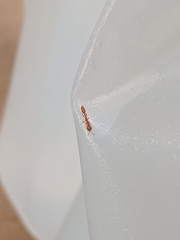 Pseudomyrmex simplex