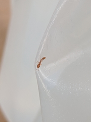 Pseudomyrmex simplex