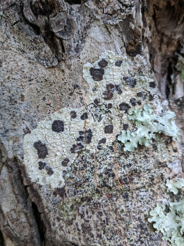 Glyphis cicatricosa image