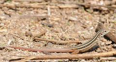 Aspidoscelis maximus