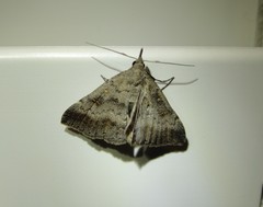 Tetanolita palligera