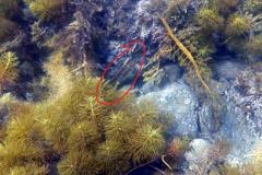 Notolabrus parilus