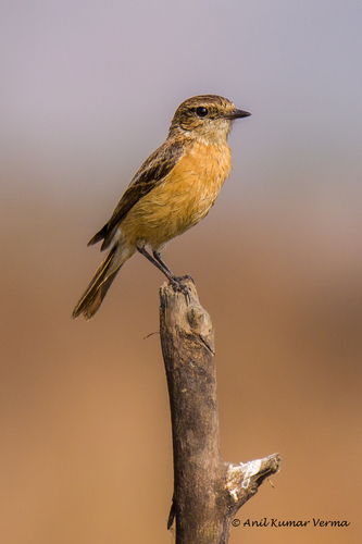 Siberian Stonechat