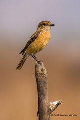 Siberian Stonechat photo 5