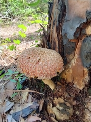 Boletellus ananas image