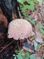 Boletellus ananas image