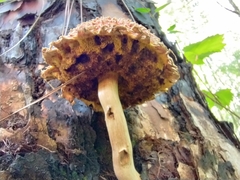 Boletellus ananas image
