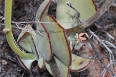 Cotyledon cuneata
