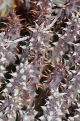 Quaqua mammillaris