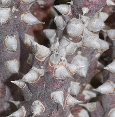 Quaqua mammillaris