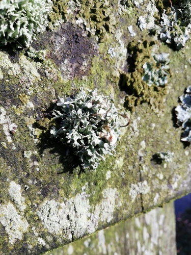 Ramalina fastigiata image