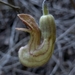 Aristolochia californica - Photo (c) Ken-ichi Ueda, algunos derechos reservados (CC BY), subido por Ken-ichi Ueda