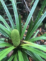 Freycinetia