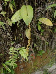 Pleurothallis restrepioides