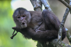 Cebus yuracus