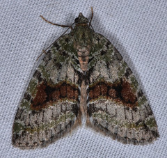 Hydriomena nubilofasciata