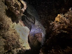 Gymnothorax pseudothyrsoideus