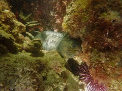 Gymnothorax pseudothyrsoideus