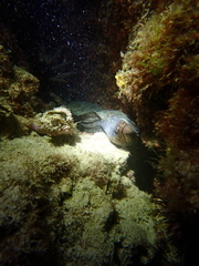 Gymnothorax pseudothyrsoideus