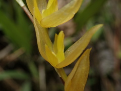 Pleurothallis restrepioides