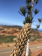 Araucaria rulei