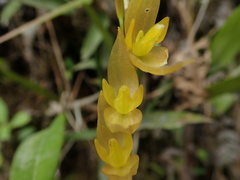 Pleurothallis restrepioides
