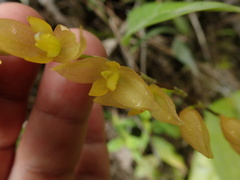 Pleurothallis restrepioides