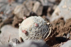 Mammillaria lasiacantha