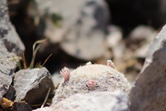 Mammillaria lasiacantha
