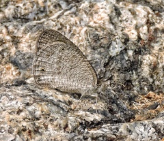 Ypthima asterope