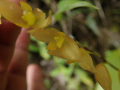 Pleurothallis restrepioides
