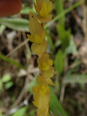 Pleurothallis restrepioides