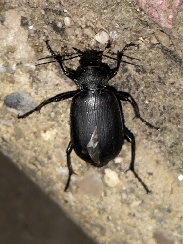 Calosoma maderae