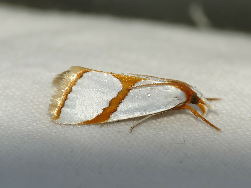 Curved-lined Vaxi Moth
