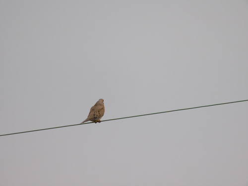 Mourning Dove photographed in Pennsylvania