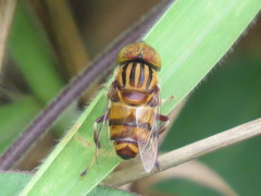 Eristalinus arvorum