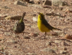 Crithagra flaviventris