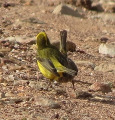 Crithagra flaviventris