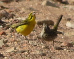 Crithagra flaviventris