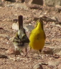 Crithagra flaviventris