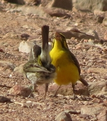 Crithagra flaviventris