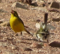 Crithagra flaviventris