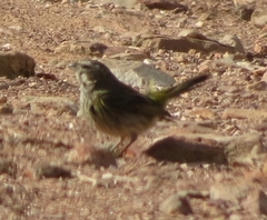 Crithagra flaviventris