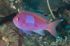 Pseudanthias pleurotaenia